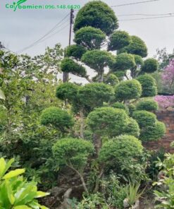 Cây cảnh Mai Trúc Thủy trưởng thành