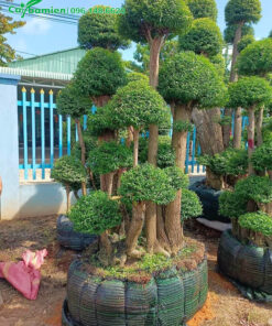 Chậu mai Chiếu Thủy lâu năm, tán tầng đẹp