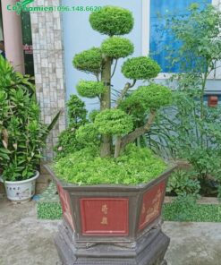 Chậu cảnh bonsai đặt trong sân biệt thự