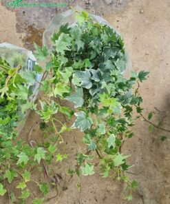 Đóng gói cây chuẩn bị giao cho khách hàng