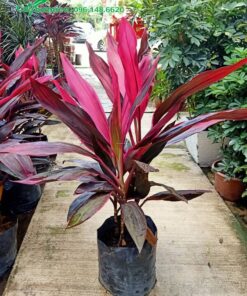 Cây Huyết Dụ cảnh đẹp