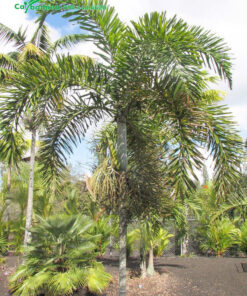 Cây cau bắt đầu cho quả