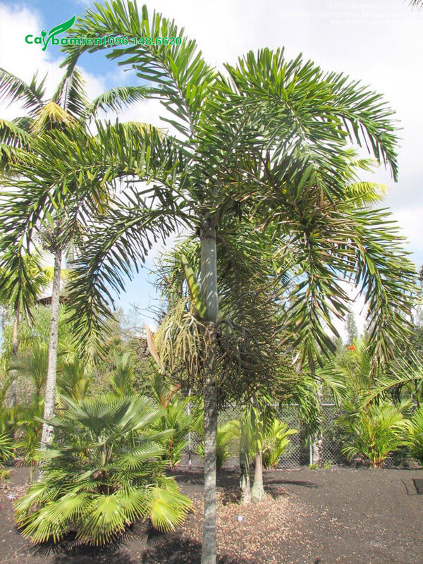 Cây cau bắt đầu cho quả