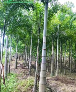 Vườn cau giâm ủ chất lượng