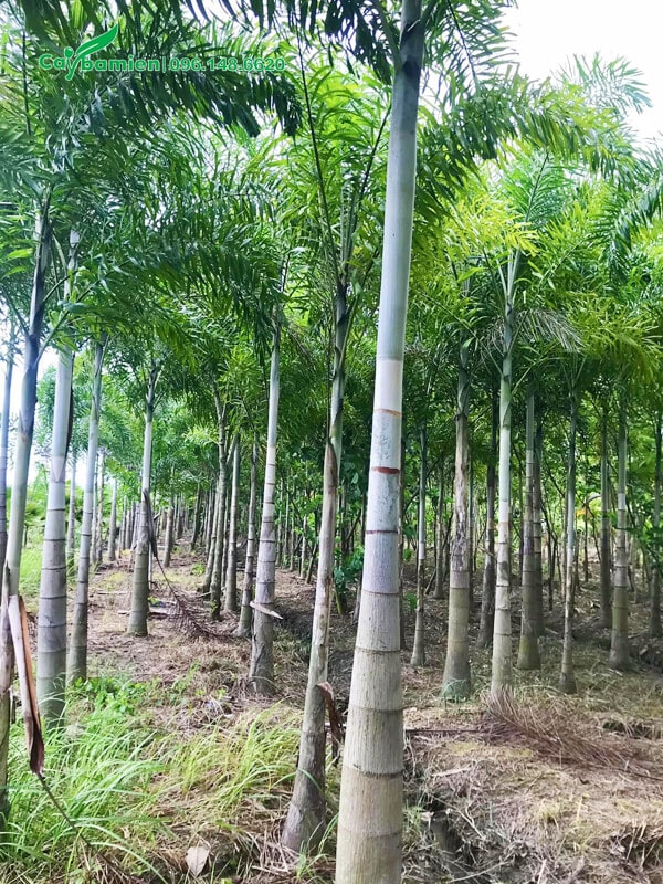 Vườn cau giâm ủ chất lượng