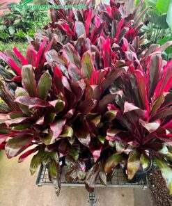 Mua Huyết Dụ lá đỏ công trình