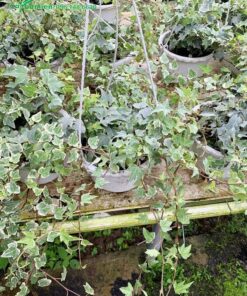 Hình ảnh những chậu dây Thường Xuân tại vườn