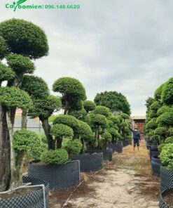 Vườn Mai Chiếu Thủy cổ thụ, toàn các gốc khủng