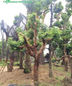 Vườn dưỡng cây Quất Hồng Bì