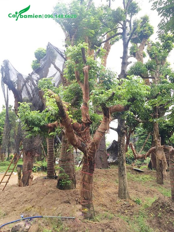 Vườn dưỡng cây Quất Hồng Bì