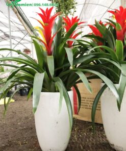 Cây cao 1m trồng trồng chậu sứ trắng hình tròn