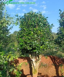 Cây chè xanh cao 3m được chọn để trang trí sân vườn, khuôn viên công trình