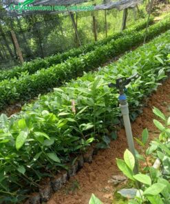 Chè xanh giống được ươm với số lượng lớn