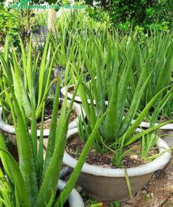 Nha đam Thái trưởng thành, bắt đầu cho thu hoạch bẹ