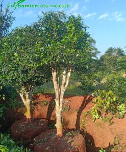 Chè xanh cổ thụ, dáng cao tới hơn 2m