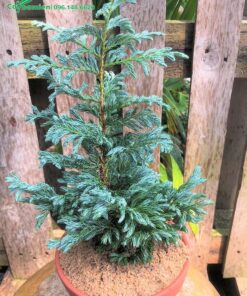 Nhìn chậu cây Tuyết Tùng hình tháp nhọn khá giống cây thông