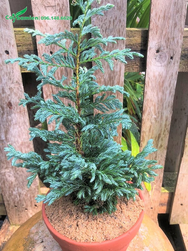 Nhìn chậu cây Tuyết Tùng hình tháp nhọn khá giống cây thông