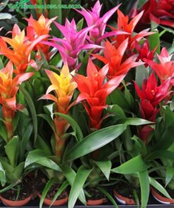 Chọn mua cây Phong Lộc Hoa đủ mọi sắc màu