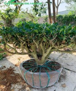 Gốc chè xanh 20 năm, tán 80cm