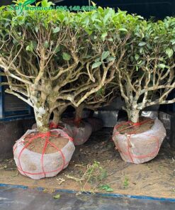 Những cây chè tán tỏa đẹp, cành tán khẳng khiu