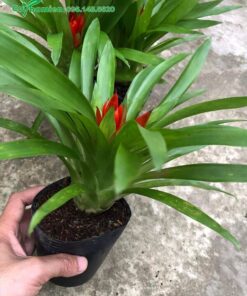 Cây giống vẫn còn trong bầu nhưng đã bắt đầu nở hoa