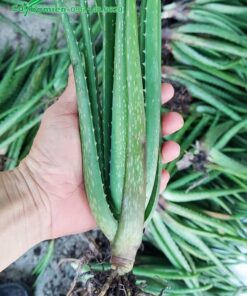 Hình ảnh cây Nha Đam giống, chiều cao khoảng 30cm