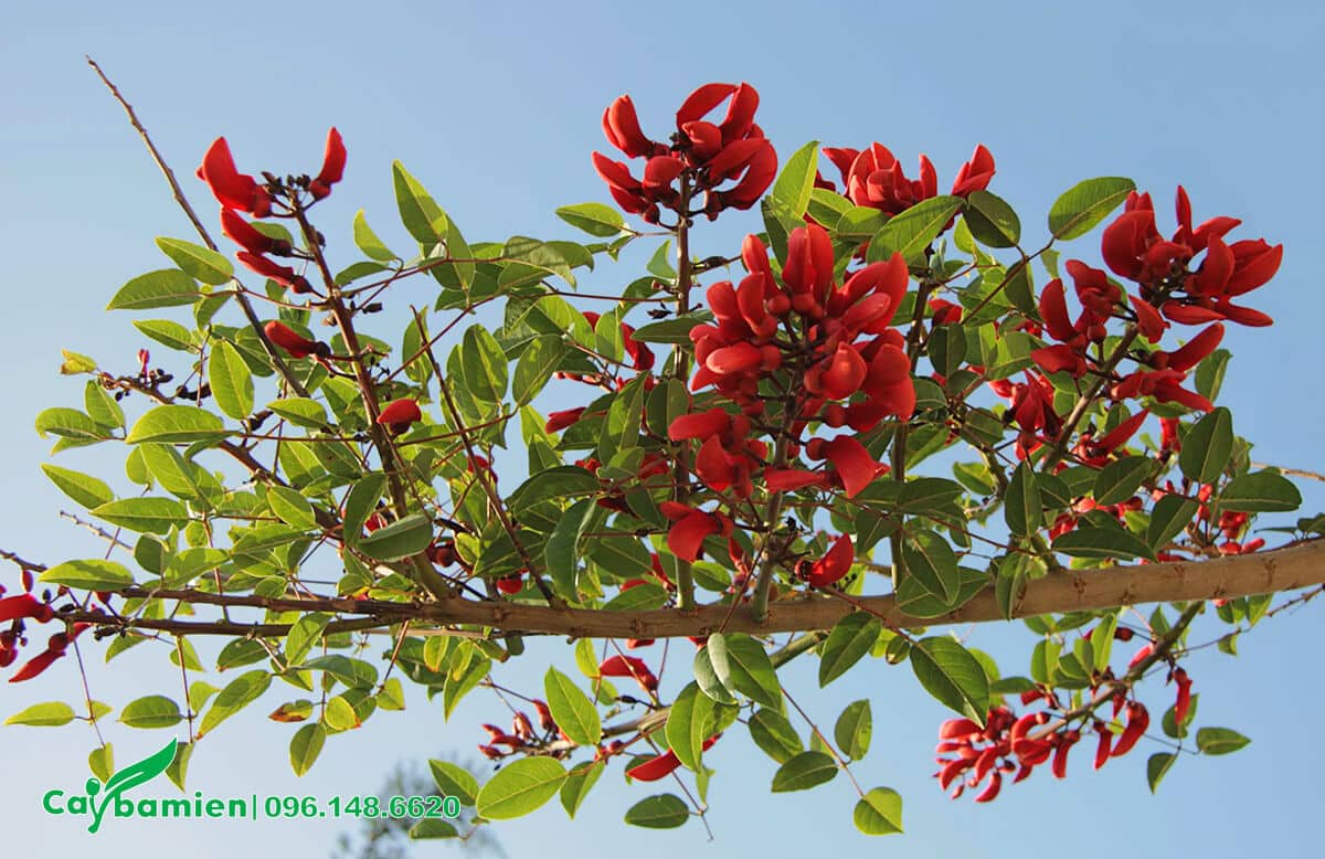 Sắc hoa cây osaka đỏ nổi bật dưới nền trời trong xanh