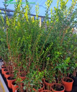 Hàng chục cây con giống cao 70cm, được nhân giống bằng hạt
