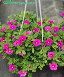 Cây Hoa Triệu Chuông màu tím trồng trong giỏ treo