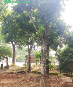 Vườn cây Hồng Bì lâu năm