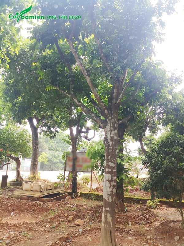 Vườn cây Hồng Bì lâu năm