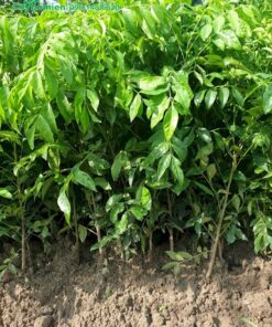 Cây giống Quất Hồng Bì cao 70cm