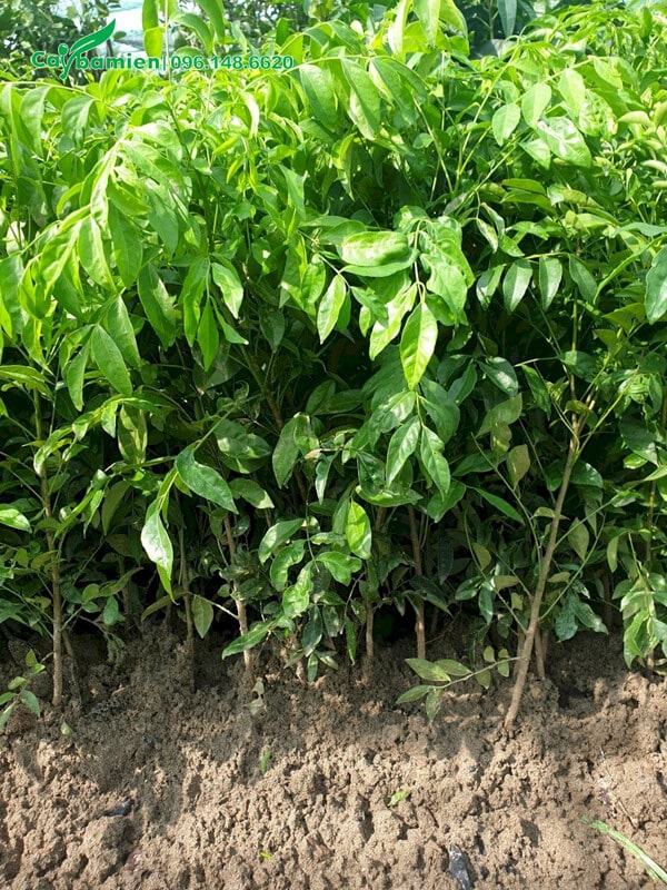 Cây giống Quất Hồng Bì cao 70cm