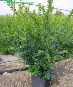 Mua cây Hương Đào cảnh chất lượng, cao 100cm