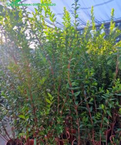 Cây giống bán tại vườn đã trồng săn trong các chậu con phù hợp