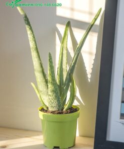 Chậu cây Lô Hội đặt gần cửa sổ để nhận nhiều ánh sáng tự nhiên