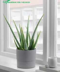 Chậu Nha Đam đẹp trang trí quán cafe