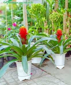 Loại Phong Lộc Hoa to, mỗi chậu chỉ trồng 1 cây cũng vô cùng nổi bật