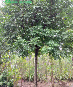 Bán Cây Hồng Bì đường kính 10cm