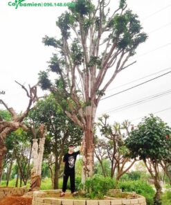 Bán cây Quất Hồng Bì công trình lớn