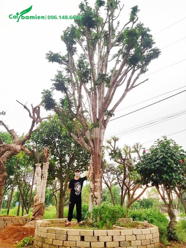 Bán cây Quất Hồng Bì công trình lớn