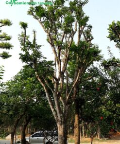 Quất Hồng Bì lâu năm đã giâm ủ