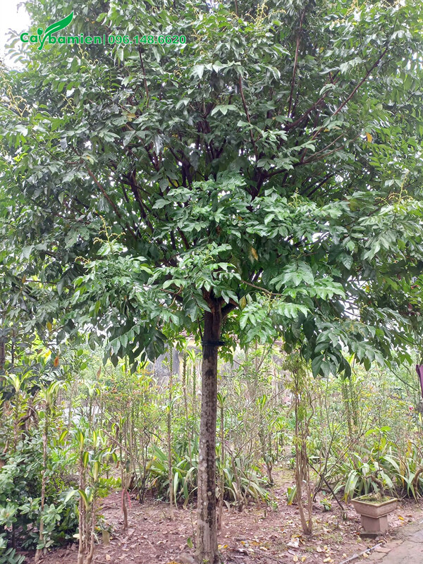 Bán Cây Hồng Bì đường kính 10cm