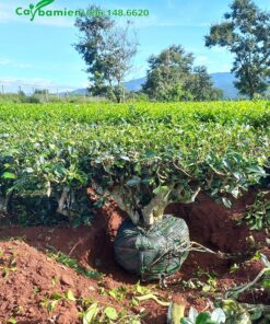 Cây Chè Xanh cổ thụ bứng nóng tại đồi trồng