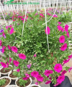 Bán cây đã cho hoa, tạo tán đẹp