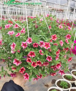 Cây Triệu Chuông có hoa kẻ sọc hai màu hồng trắng độc đáo