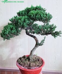 Cây bonsai đẹp trang trí phòng khách