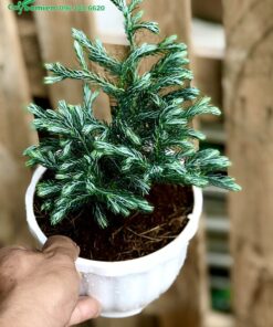 Trồng cây bằng giá thể đất trộn cùng xơ dừa, phân hữu cơ