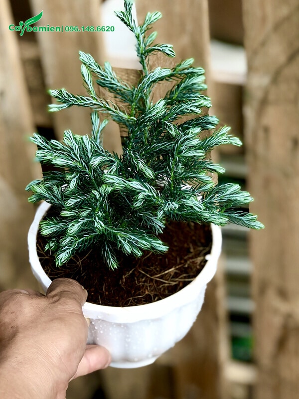 Trồng cây bằng giá thể đất trộn cùng xơ dừa, phân hữu cơ