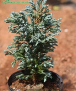 Tuyết Tùng cảnh dáng thẳng đứng